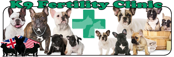 K9 Fertility Clinic do K9 Ultrasound Scan